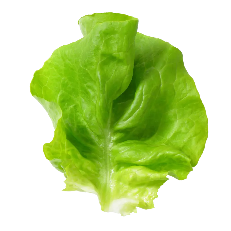 Leaf Image