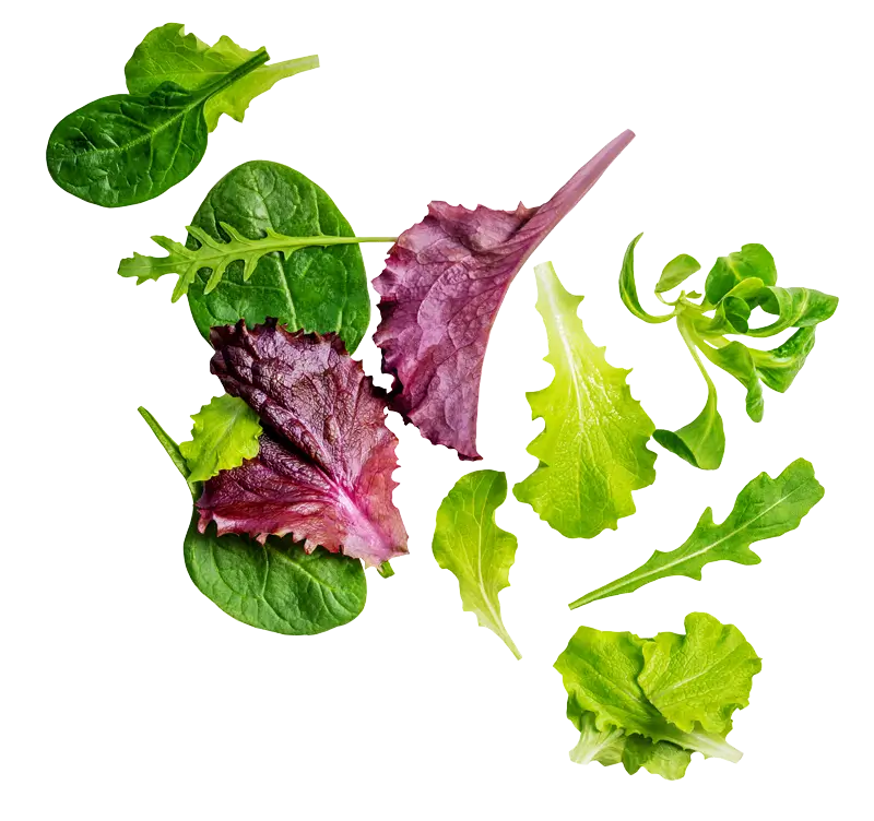 Leaf Image