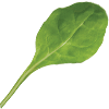 Green Chard