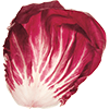 Radicchio