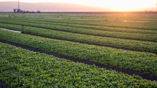Earthbound Farm Organic Fields