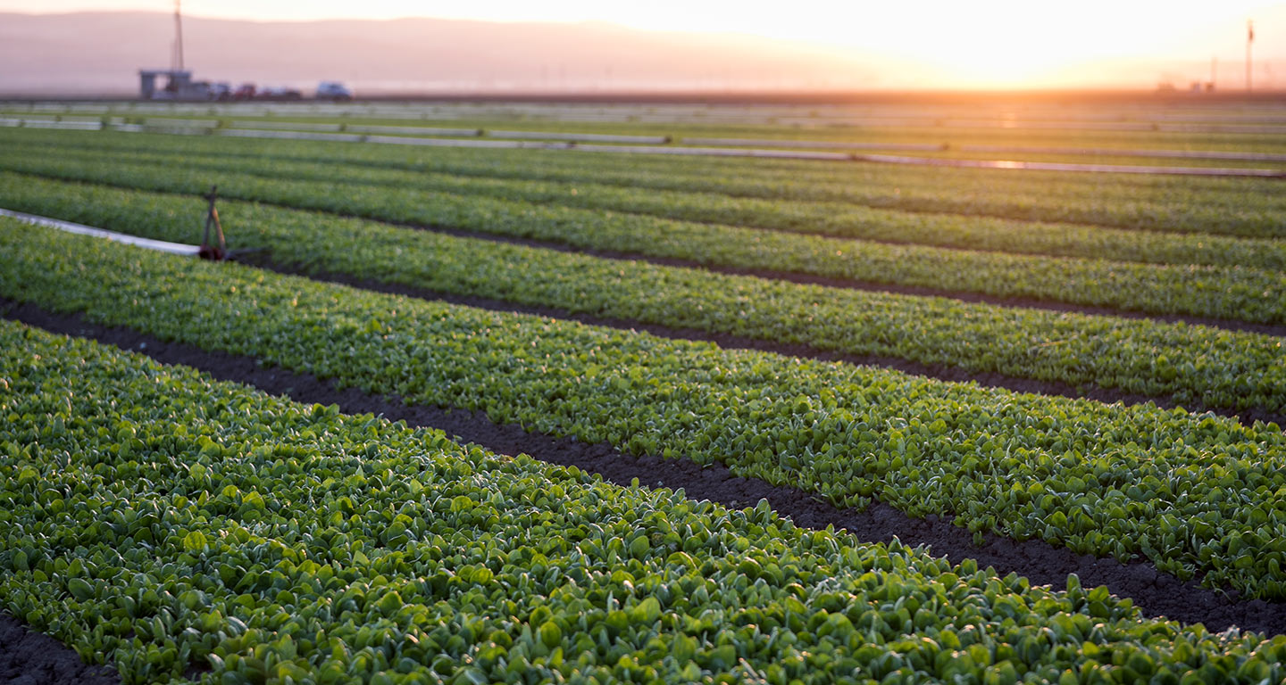 Earthbound Farm Organic Fields