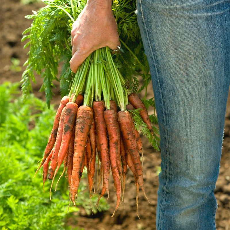 Ingredient Spotlight: Organic Carrots