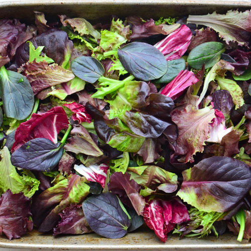 Organic Rose Salad Blend Recipe
