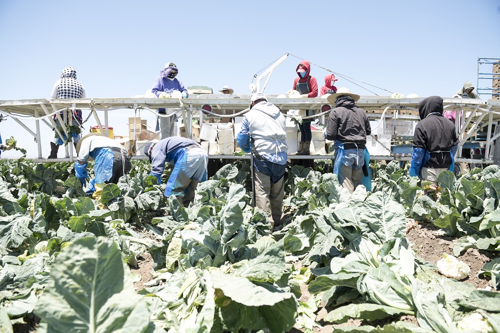 https://www.earthboundfarm.com/wp-content/uploads/2019/07/EBF_CauliflowerHarvest-2.jpg