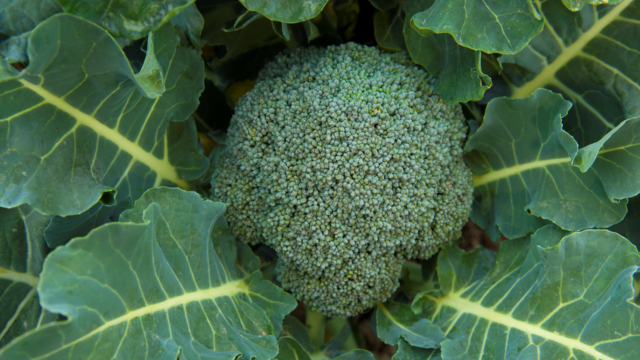 Bold and Beautiful: The Super True Saga of…Broccoli? Featured Image