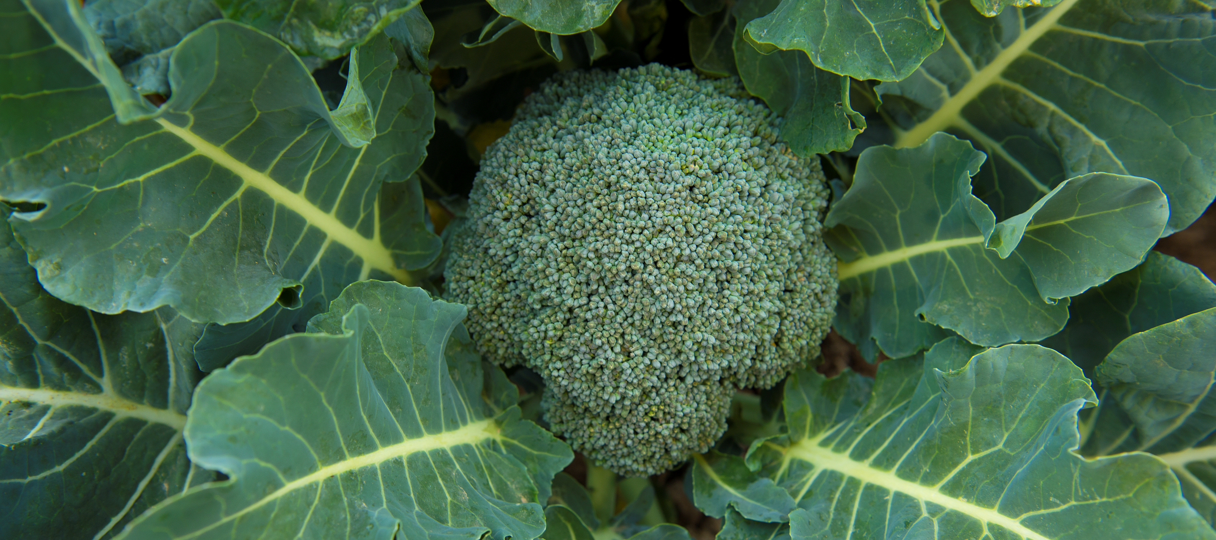 Bold and Beautiful: The Super True Saga of…Broccoli? Featured Image