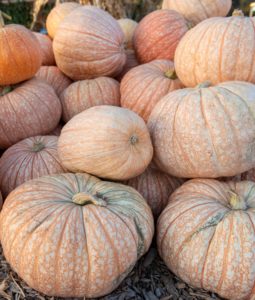 one too many pumpkin