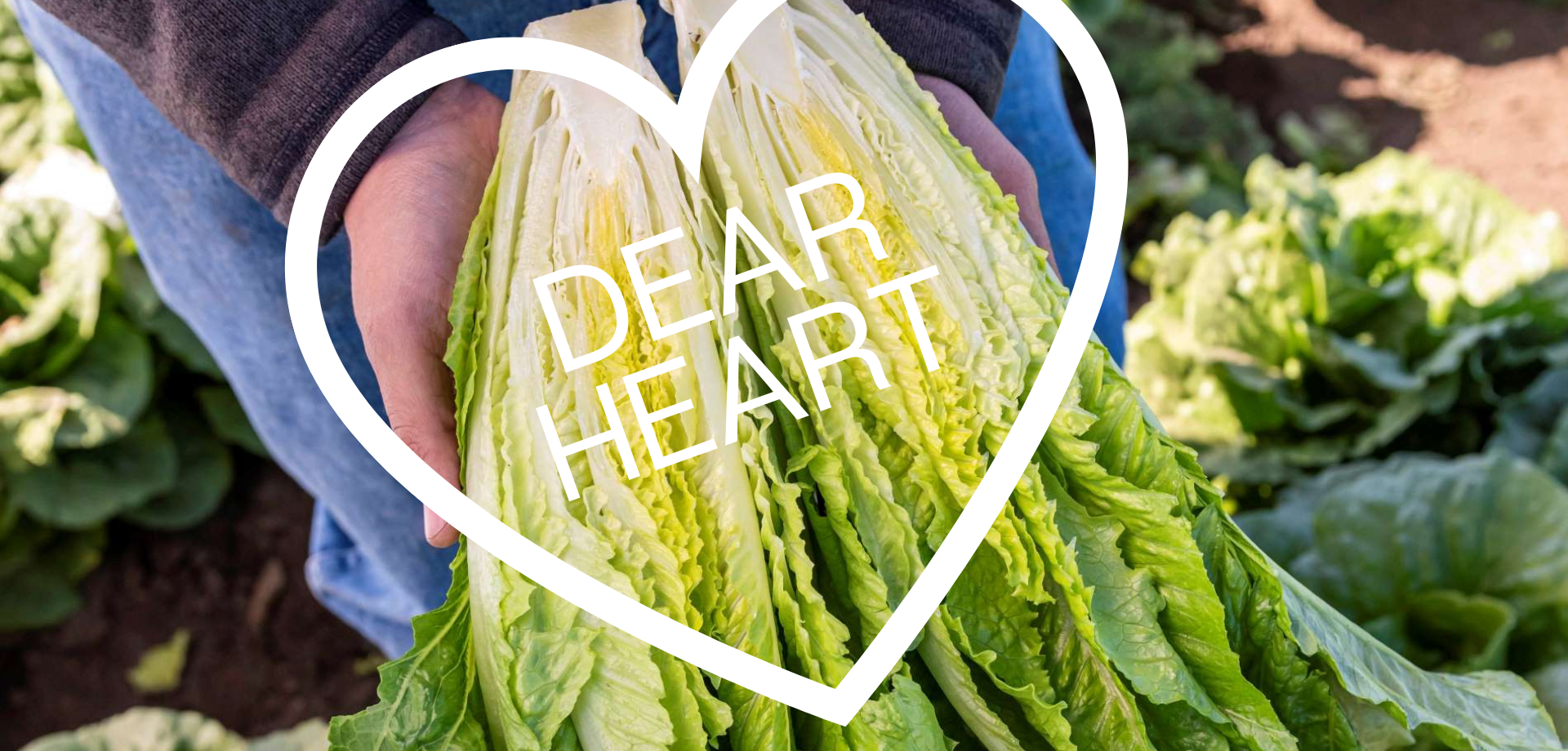 a picture of organic romaine lettuce heart