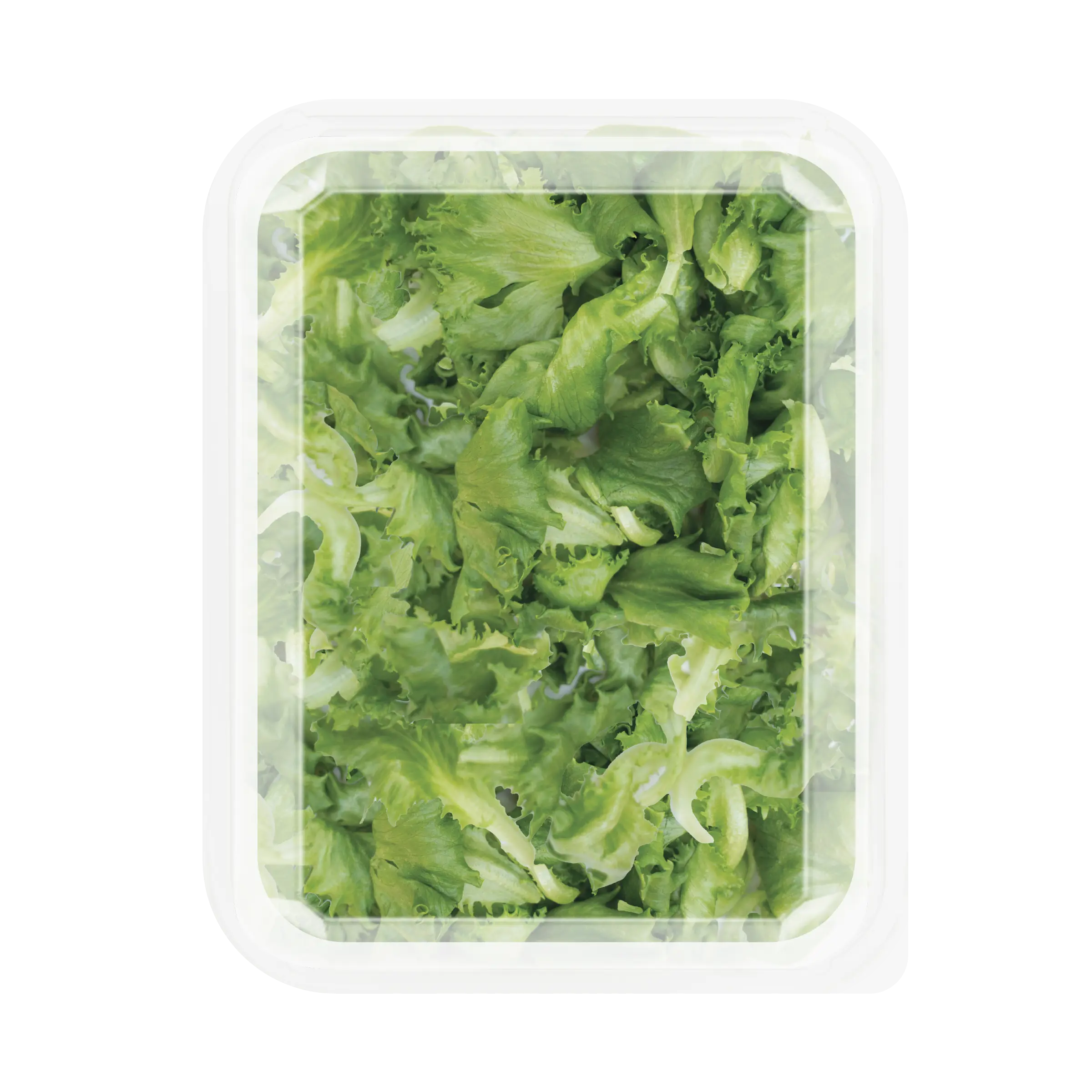 EBF 4oz Crispy Lettuce-Back