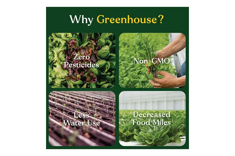 EBF GH Crispy Lettuce 8oz_Why Greenhouse