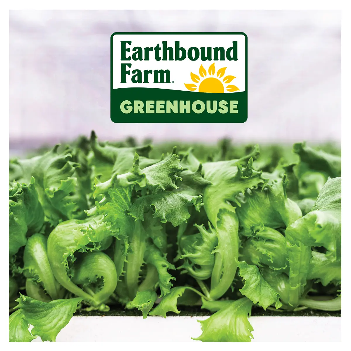 Crispy Lettuce Logo